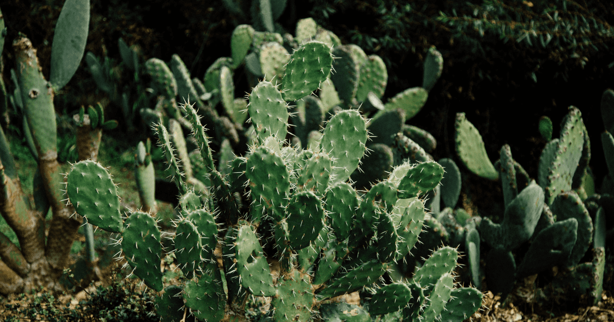 Proofreading Tips: Cacti or Cactuses? A Guide to Irregular Plurals
